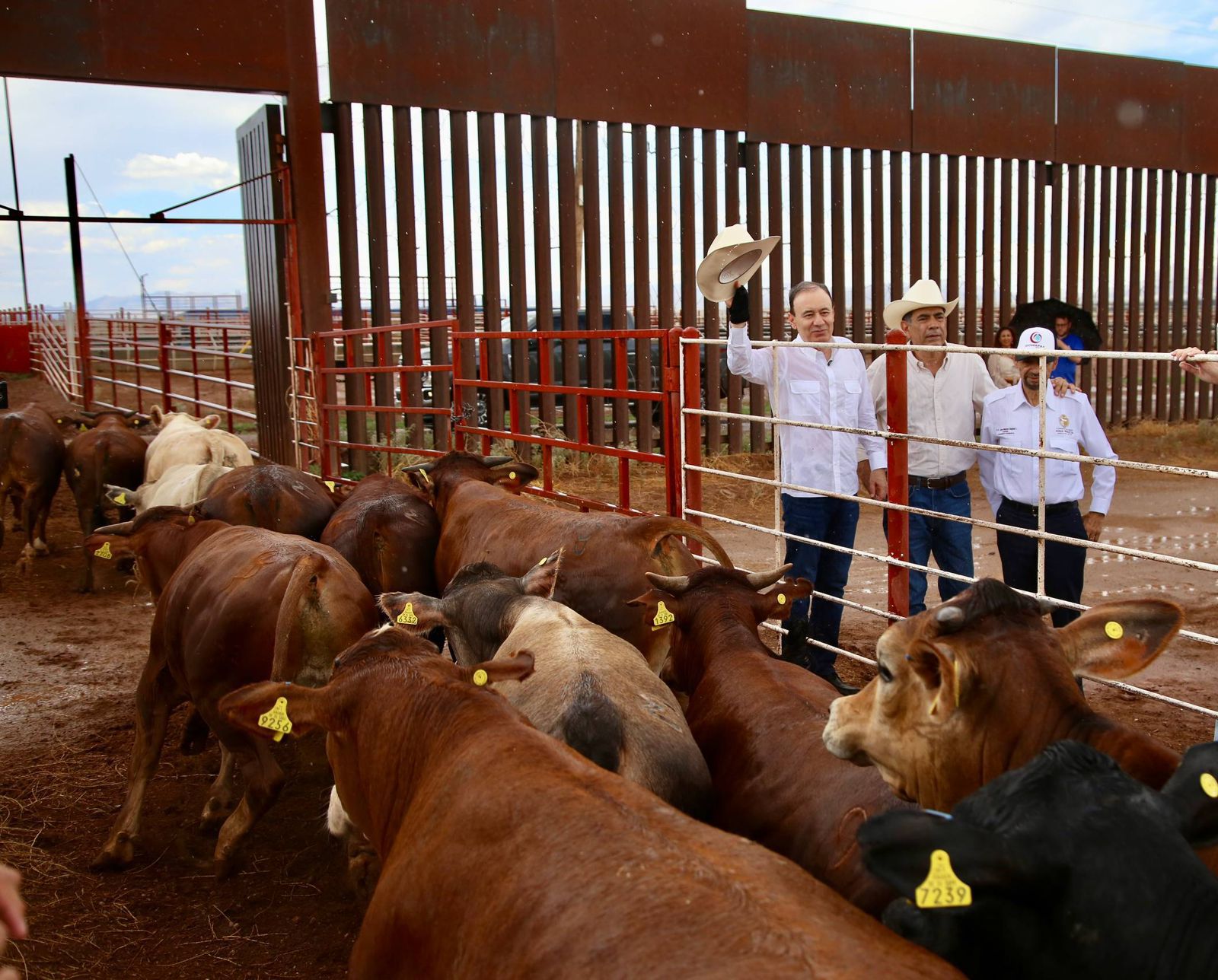 Se reanuda la exportación de ganado a EU desde Sonora 